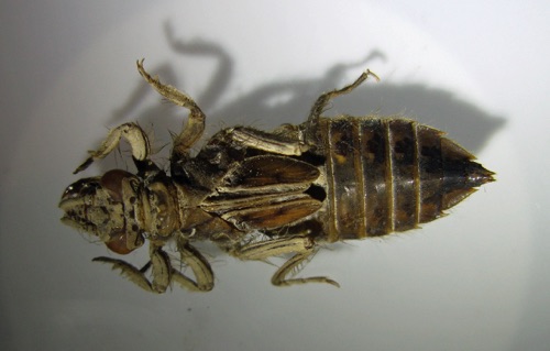 Larva/nymph